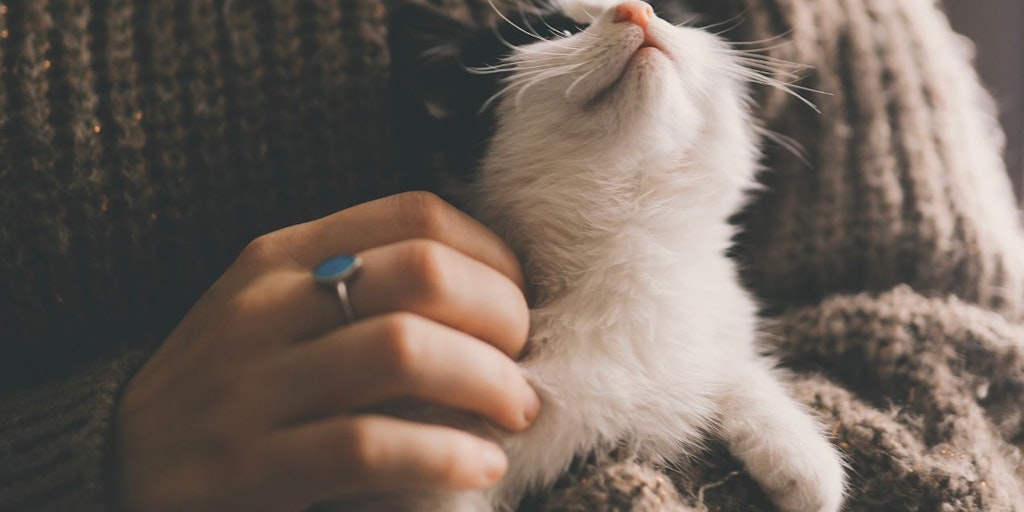 Do Cats Help With Anxiety Product Information Latest Updates And do-cats-help-with-anxiety-product-information-latest-updates-and