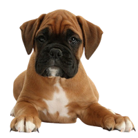 Premium Pet House gallery image