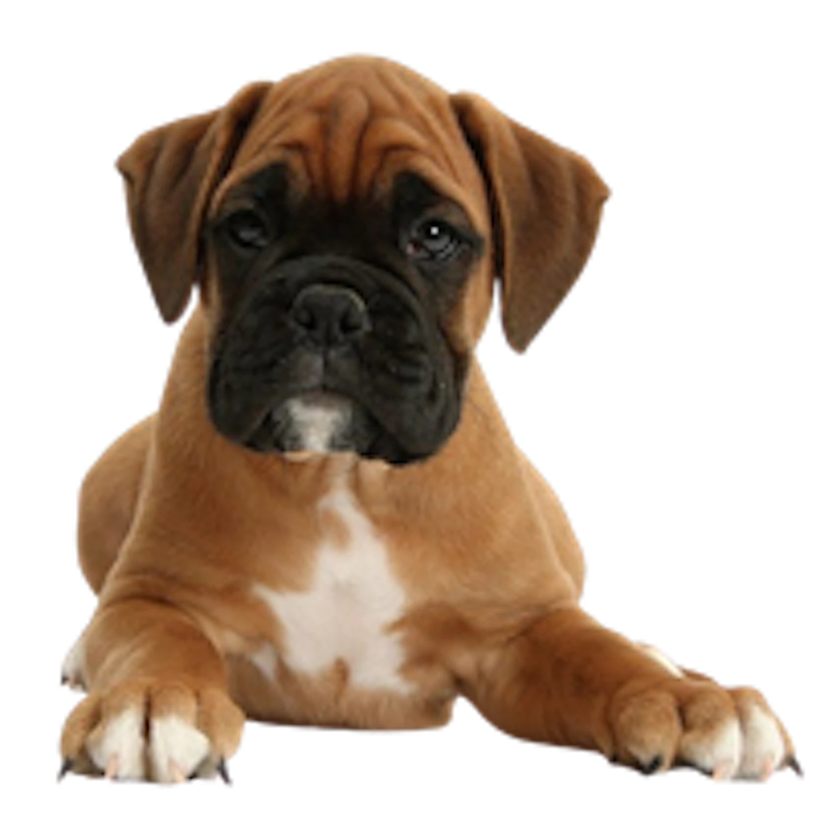 Premium Pet House screenshot 4