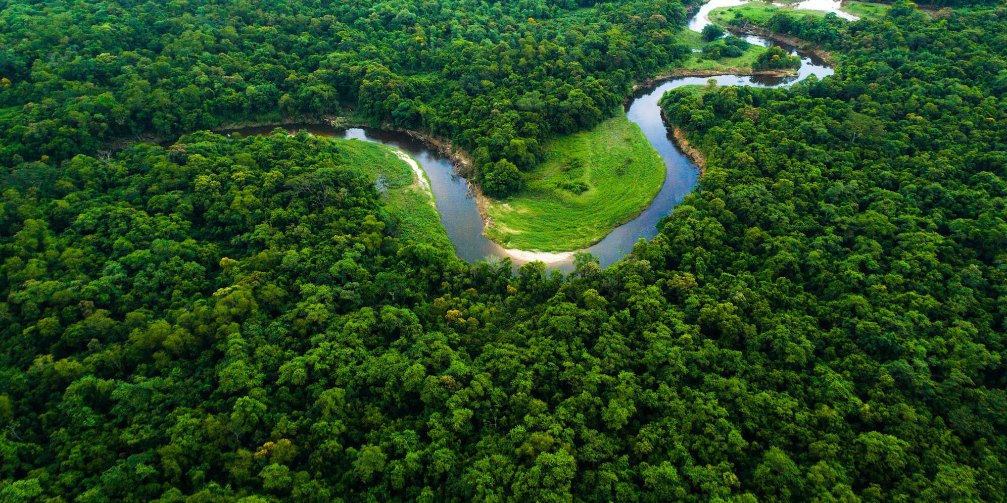 Grow Billion Trees gallery image