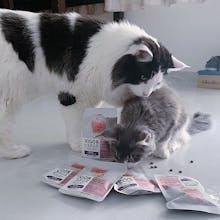 The Woof Agency gallery image