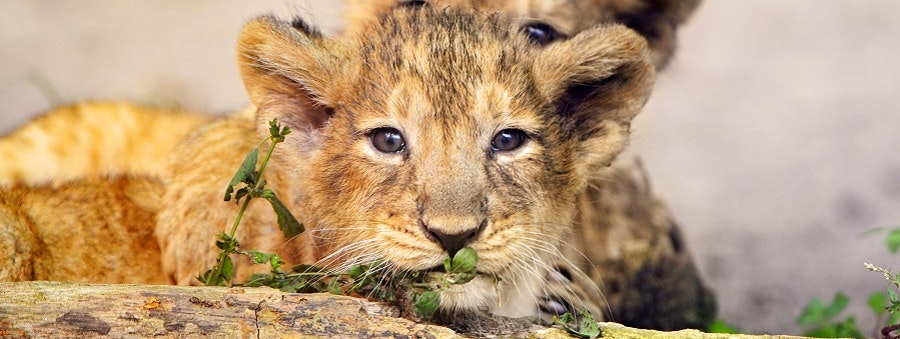 Africantrust Safari gallery image