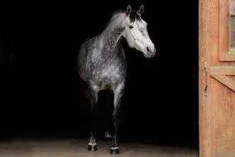 Animals.Film gallery image