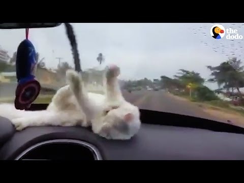 The Dodo gallery image