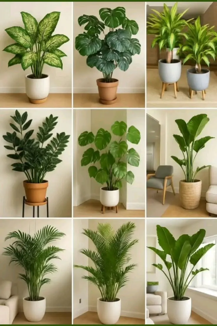 Mahraj Landscaping | Indoor Plants gallery image