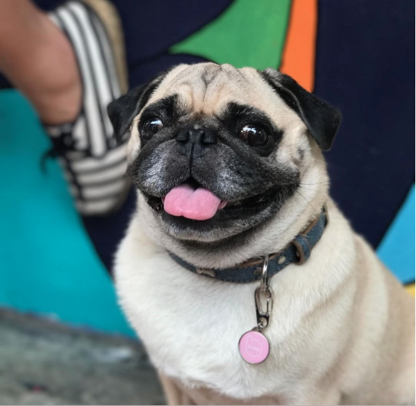 Pet Widget gallery image