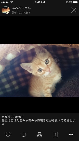 Finch for Twitter gallery image