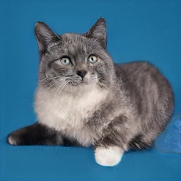 This Cat Does Not Exist Image