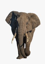 ObjectCut gallery image