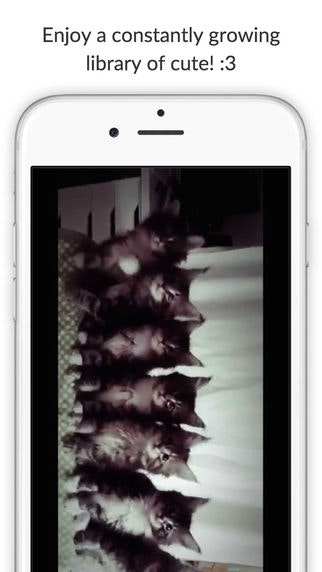 Cat Shake gallery image