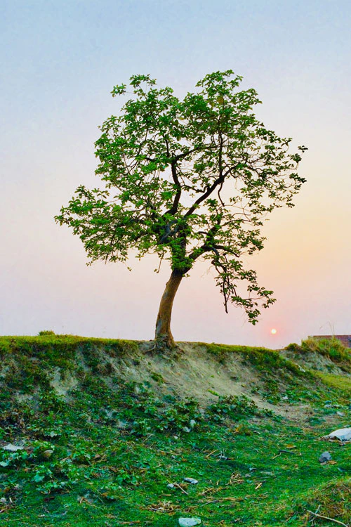 environmental consultants