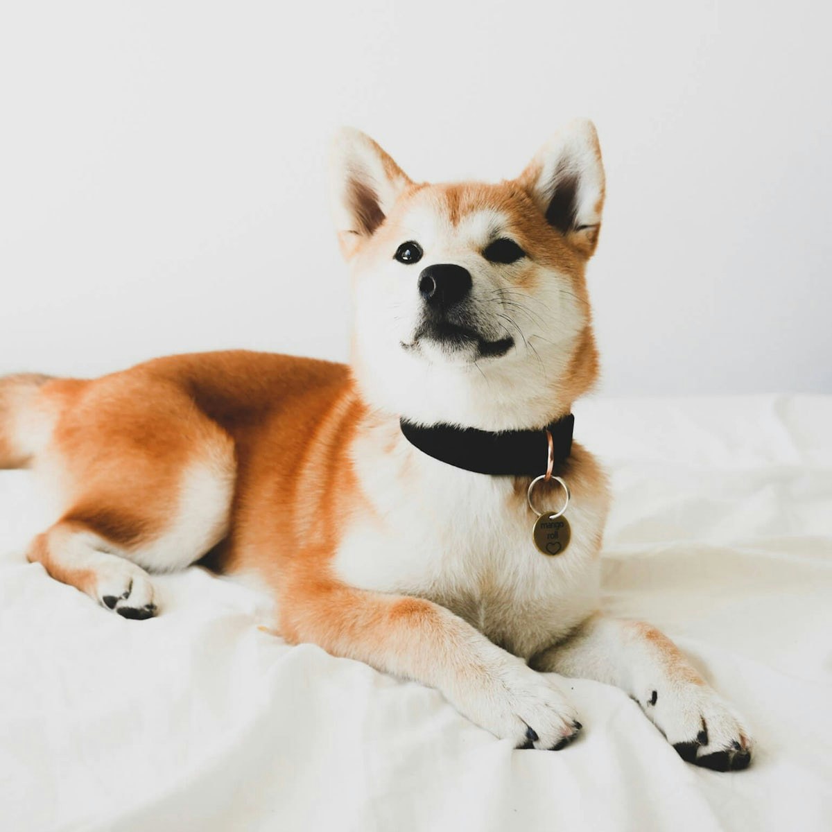 Developurrs gallery image