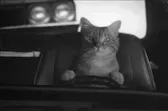 Procatinator