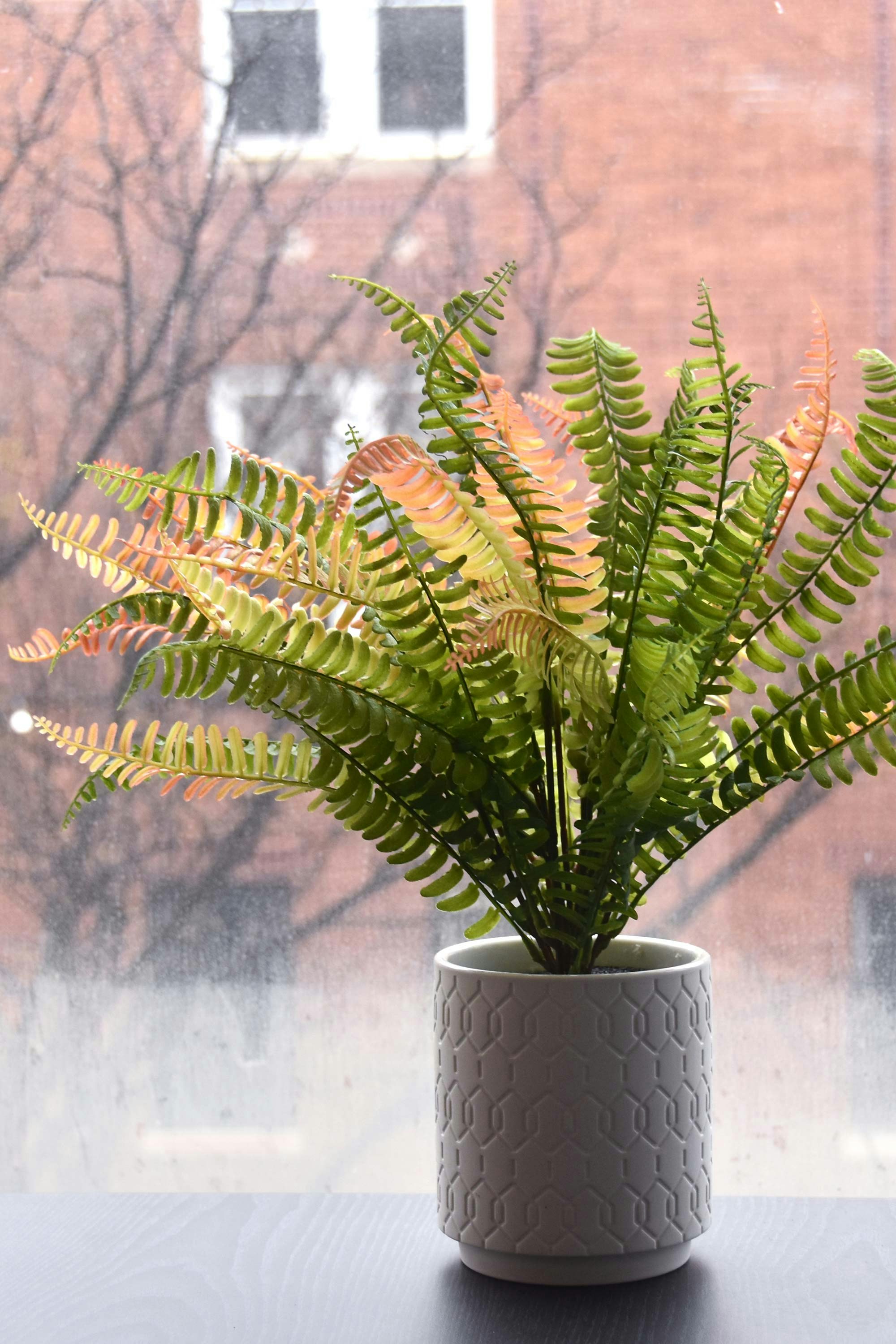 Slightly Browning Fake Plants gallery image