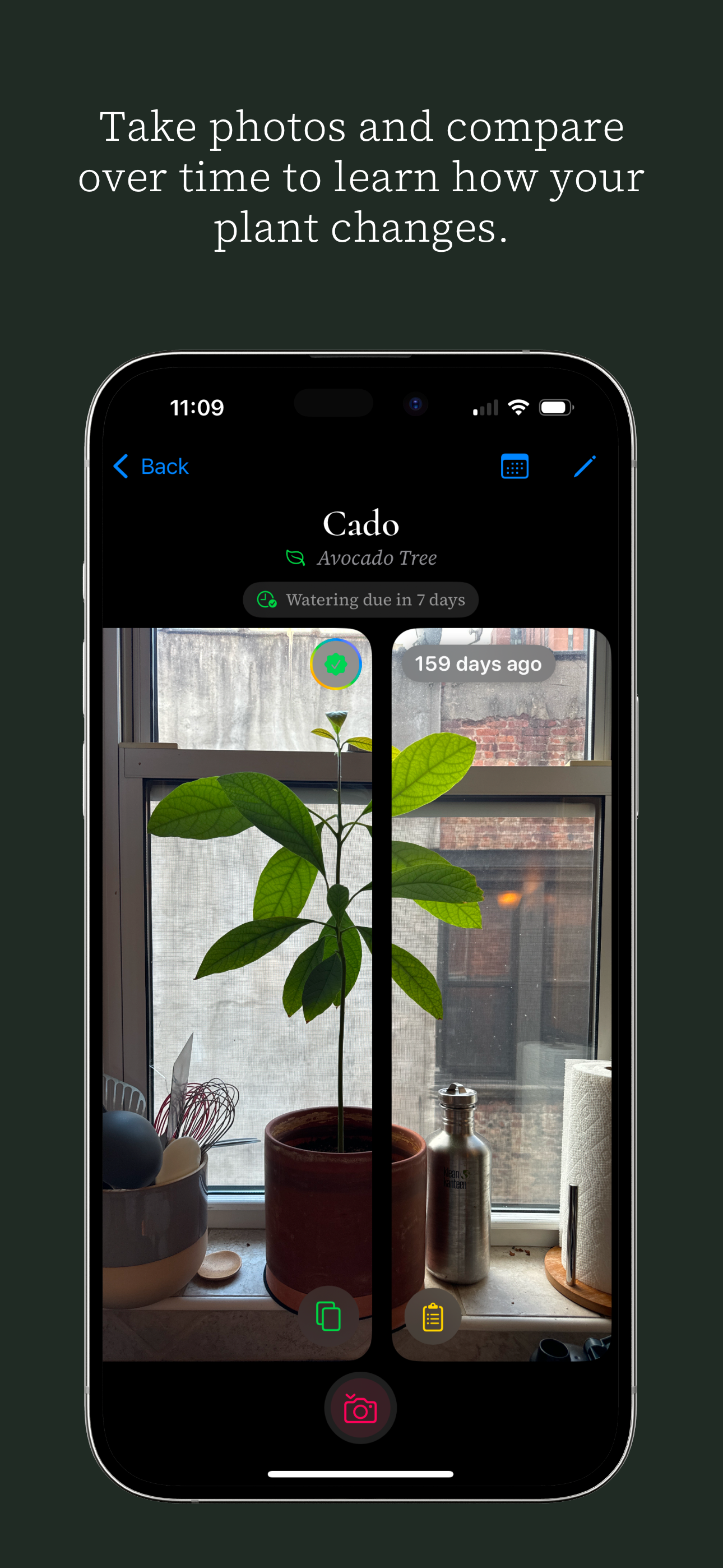 Ginkgo media 2
