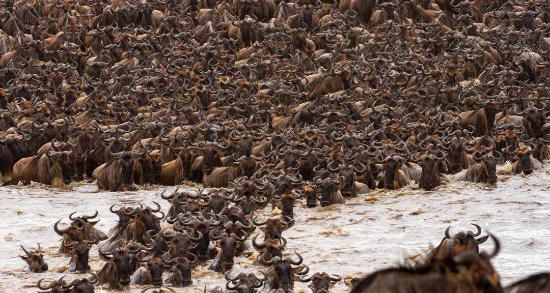 Africantrust Safari media 50