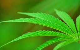 Codify Updates - Weekly Cannabis Report media 2