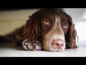 Sticker Pet gallery image