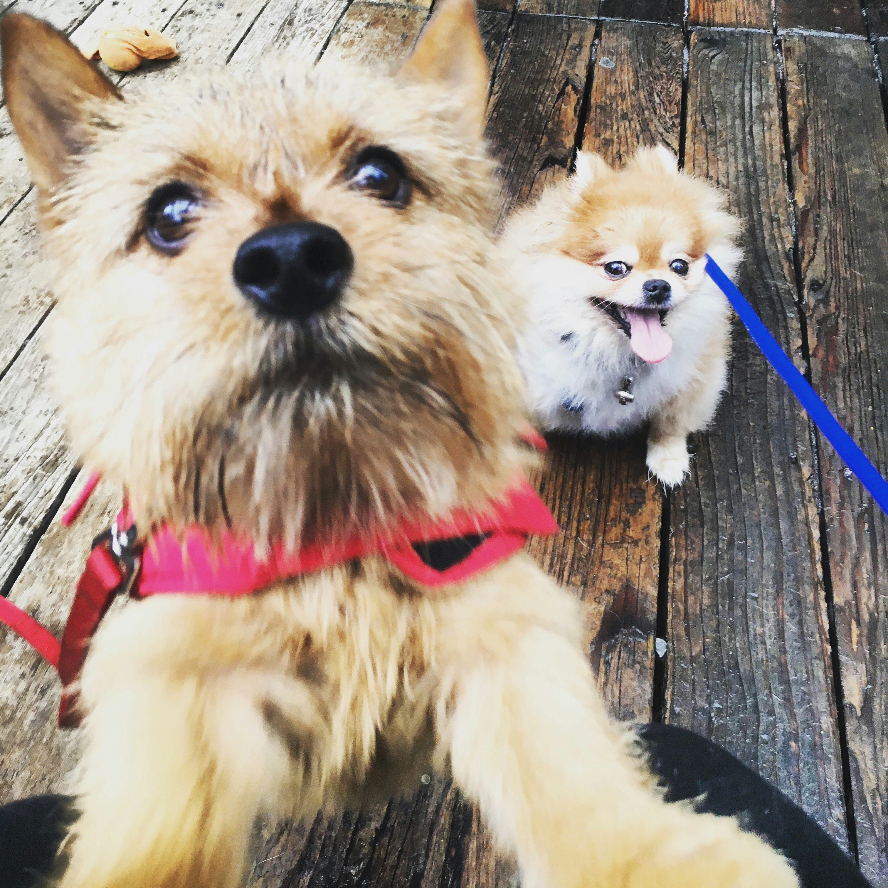 Pupprrr gallery image