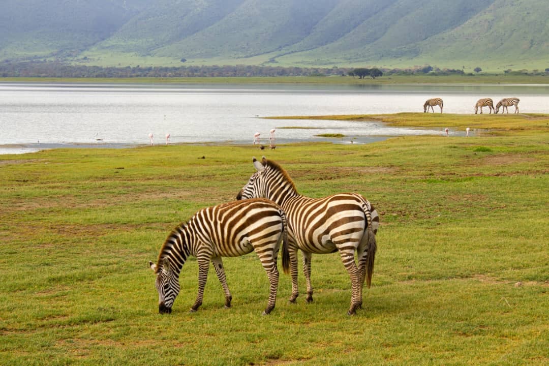 Africantrust Safari gallery image