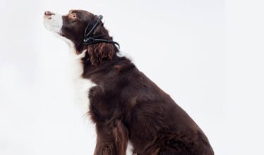 No More Woof gallery image