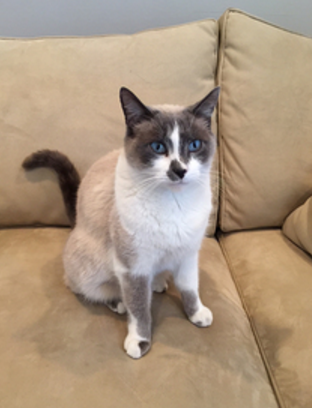 Purrge gallery image