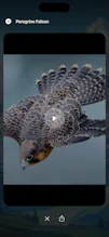 Birdora gallery image