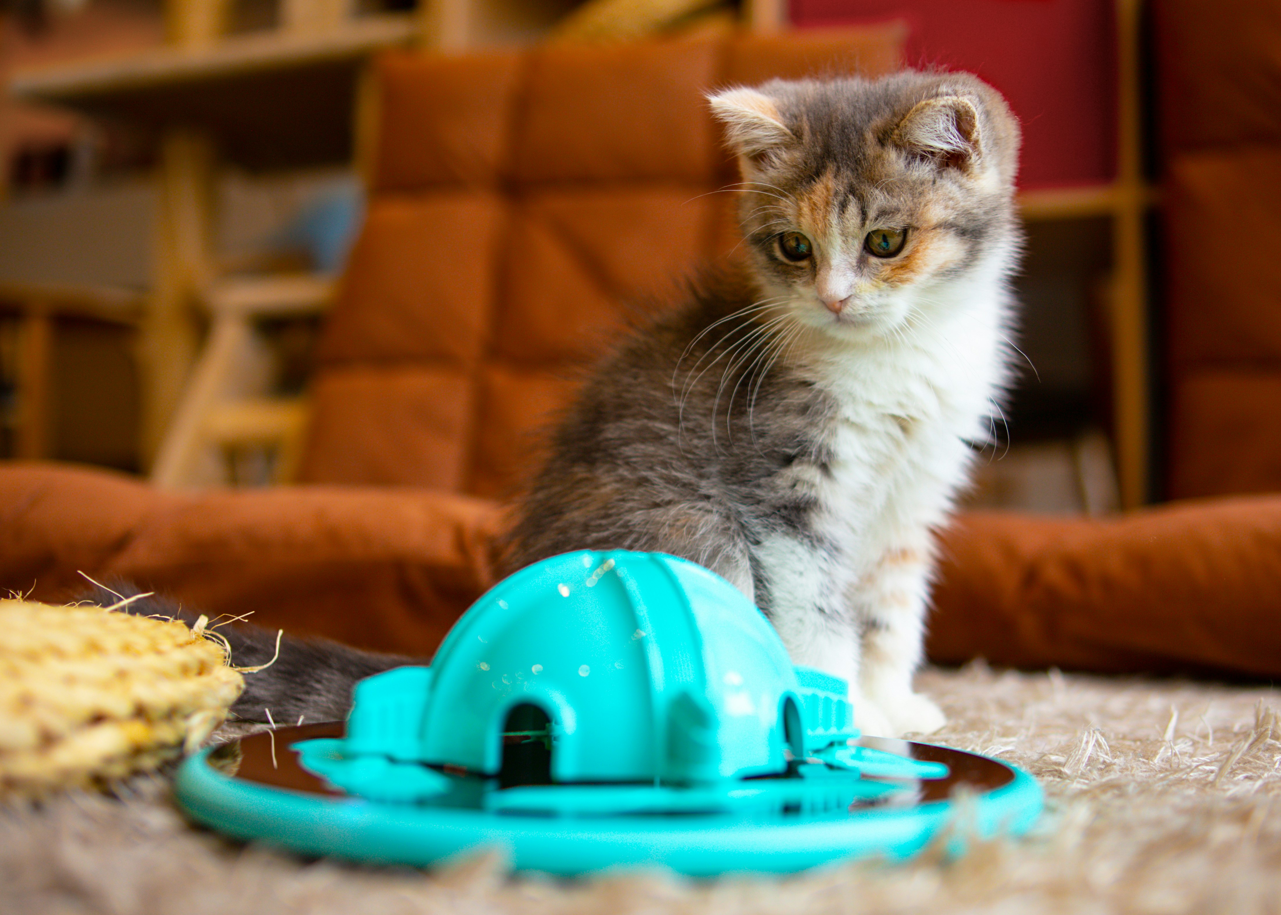 TrickyPaw gallery image