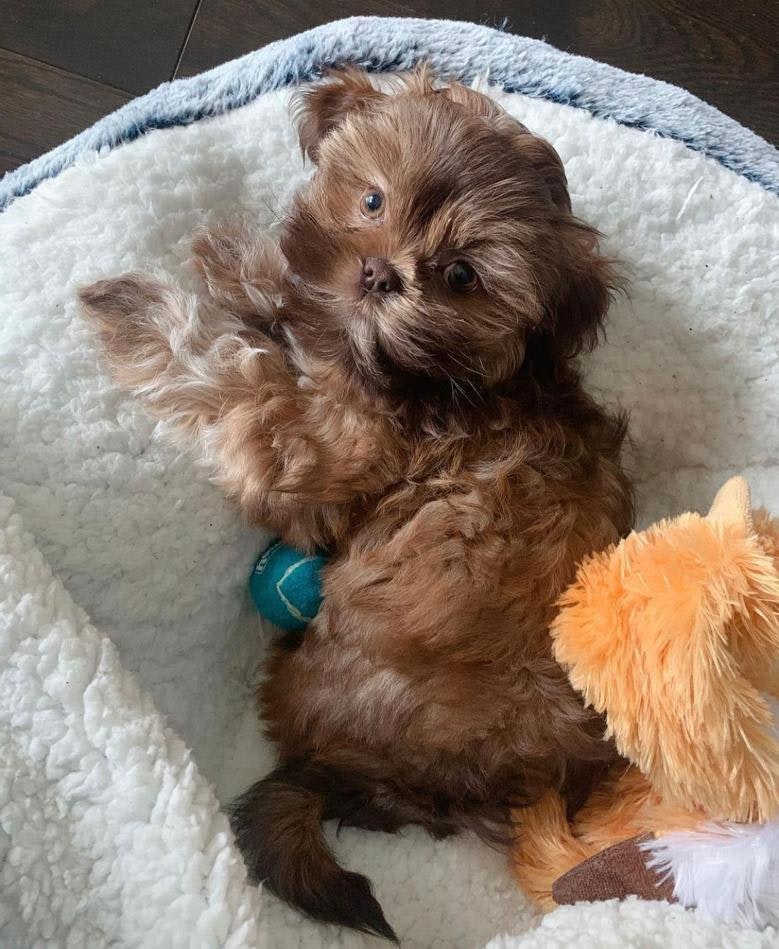 Full Moon Shih Tzus gallery image