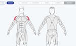 MuscleWiki Advanced Body Map  image