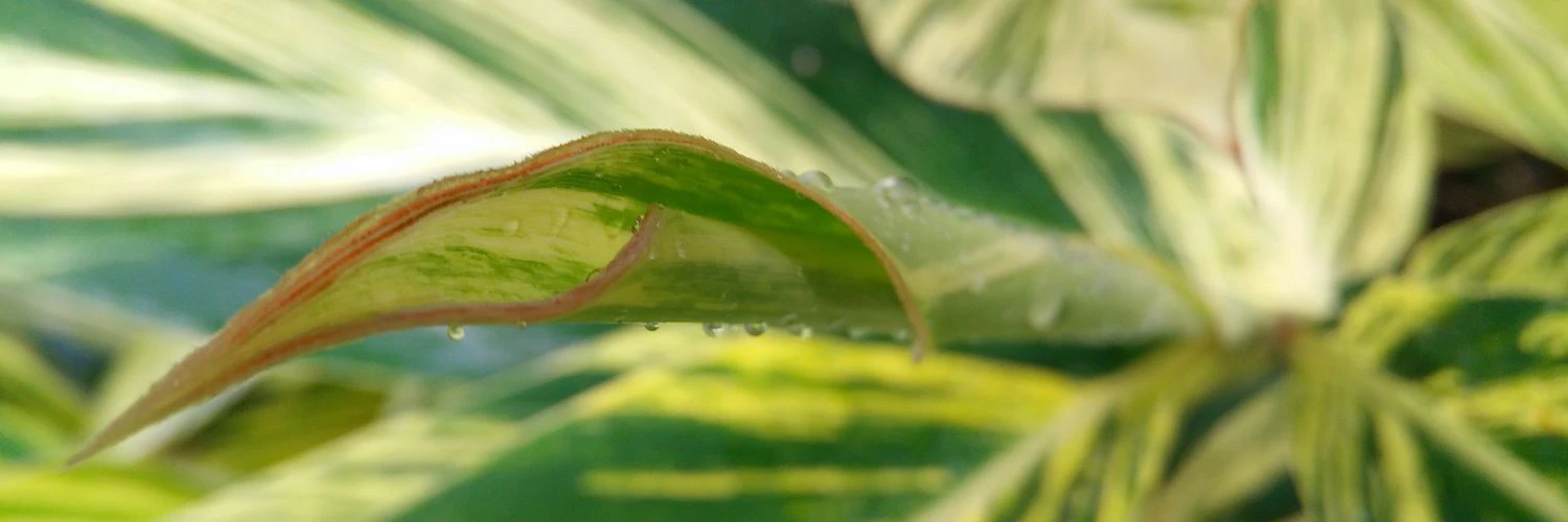 Johannes Seikowsky cover