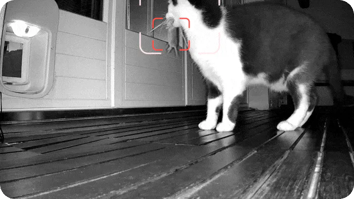 Pawly Door gallery image