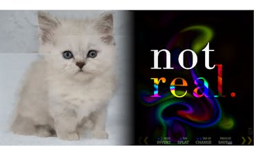 Not Real Cats gallery image