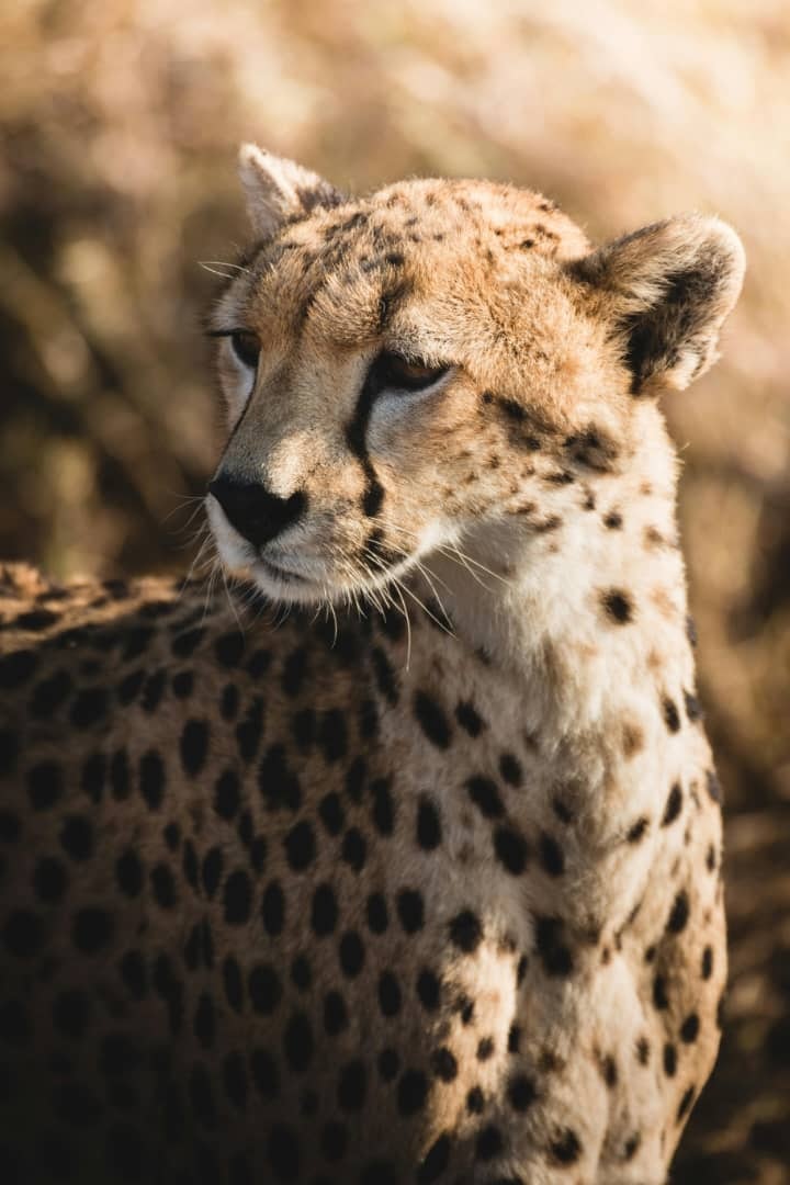 Africantrust Safari gallery image