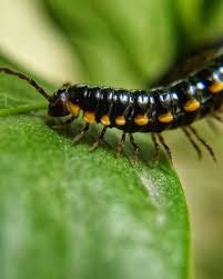 Signi - Mobile DSLR gallery image