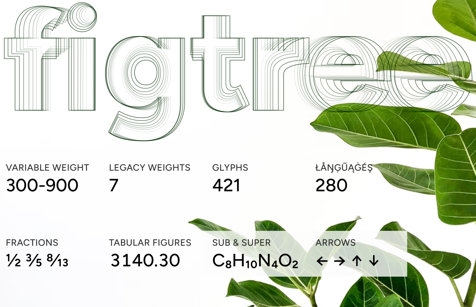 Figtree media 4