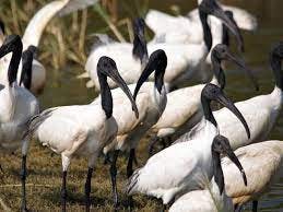 indigoexplorer gallery image