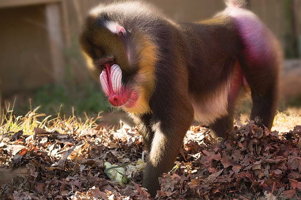 Tiger World 2017 calendar gallery image