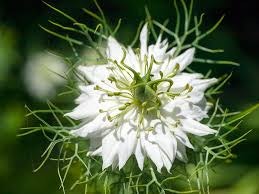 Black Seed Oil Benefits