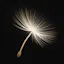 Dandelion – Write and Let Go