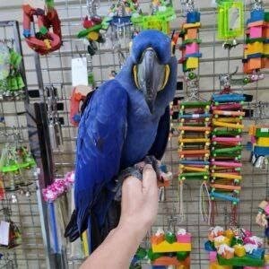 joeparrots gallery image