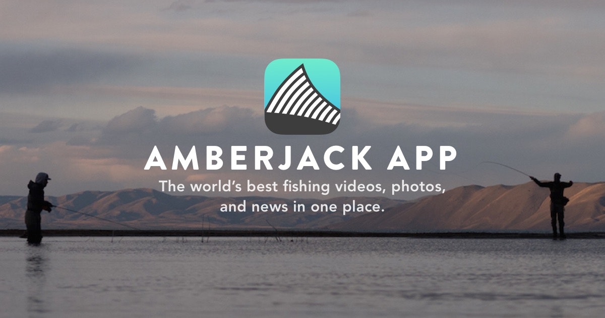 Amberjack gallery image