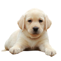 Premium Pet House gallery image