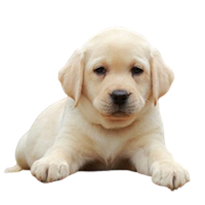 Premium Pet House screenshot 1