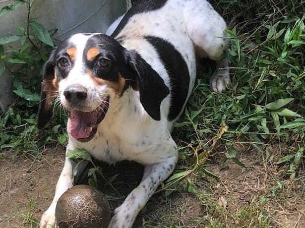 Beagles For Adoption media 1