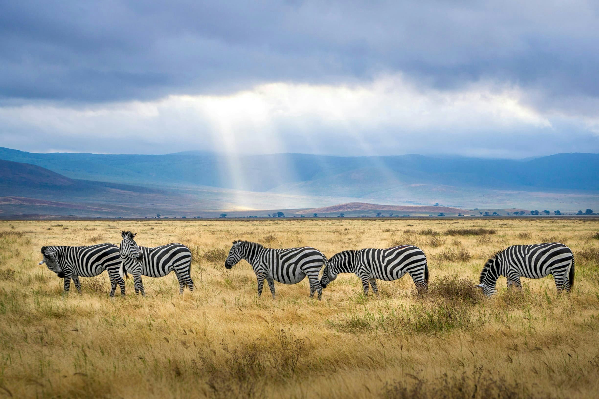 Africantrust Safari gallery image