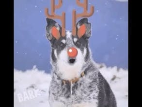 Say BARK! gallery image