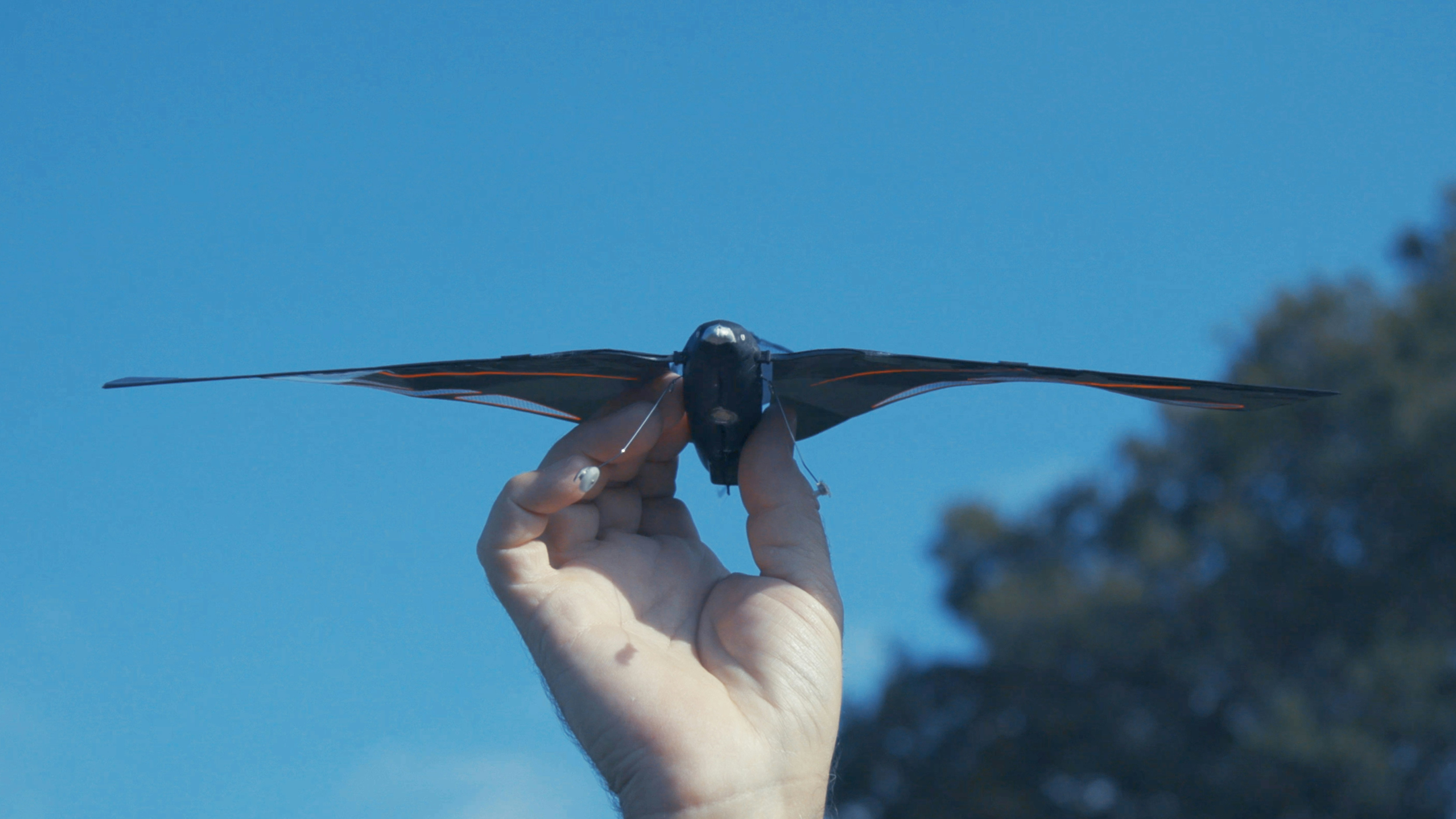 The Swift, bird-like flying robot gallery image