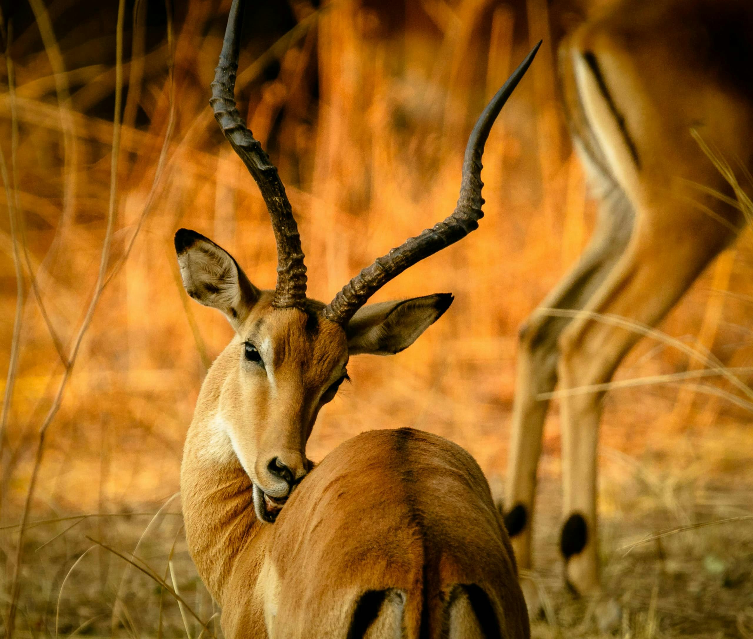 Africantrust Safari gallery image