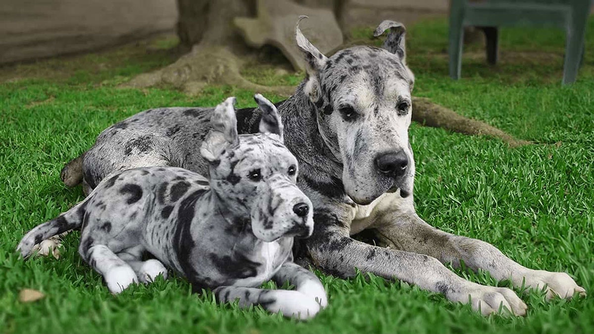 Cuddle Clones gallery image